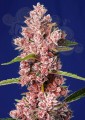 Sweet Seeds - Tropicanna Poison F1 Fast Version