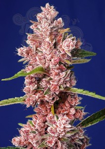 Sweet Seeds - Tropicanna Poison F1 Fast Version