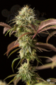 DINAFEM - Remo Chemo