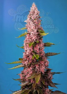 Sweet Seeds - Red Hot Cookies