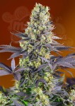 Sweet Seeds - Sweet Zenzation