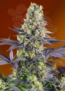 Sweet Seeds - Sweet Zenzation
