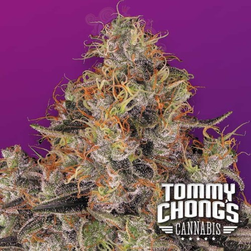 Blue Kush Berry - PARADISE SEEDS 