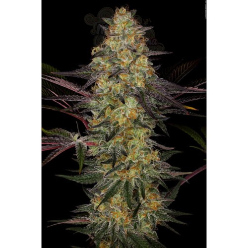 PARADISE SEEDS - El Dorado OG