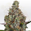 PARADISE SEEDS - Rainbow Road