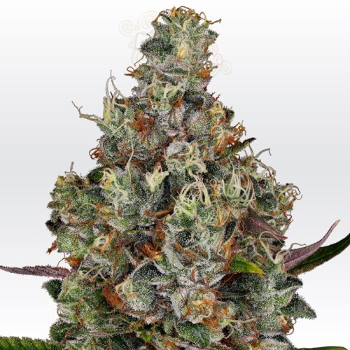 PARADISE SEEDS - Rainbow Road