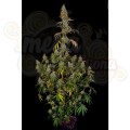 PARADISE SEEDS - Rainbow Road