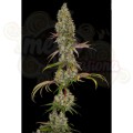 PARADISE SEEDS - Rainbow Road