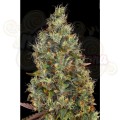 PARADISE SEEDS - Rainbow Road