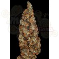 PARADISE SEEDS - Rainbow Road