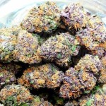 Gelato