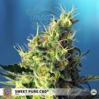 Sweet Seeds - Sweet Pure CBD