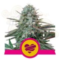 Royal Queen Seeds - Wedding Crasher