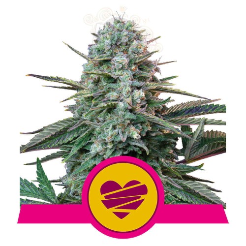 Royal Queen Seeds - Wedding Crasher