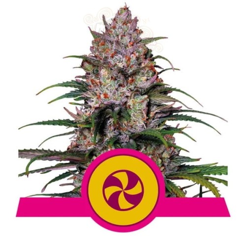 Royal Queen Seeds - Sweet ZZ (Sweet ZKittlez)