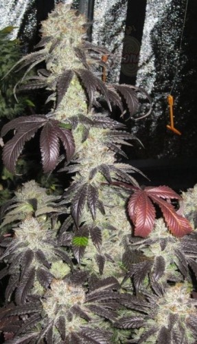 Cali Connection - Black Kush