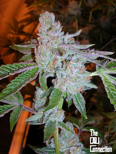 Calli Connection - Tahoe OG Kush