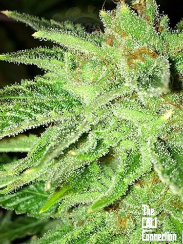 Cali Connection - Strawberry OG