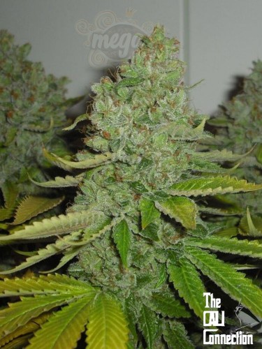 Cali Connection - SFV OG Kush