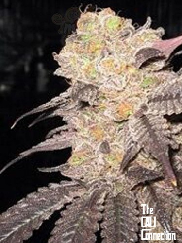 Cali Connection - Purple Crack