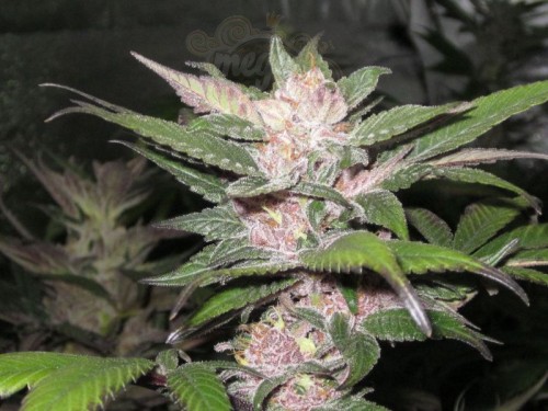 Cali Connection - Purple Chem