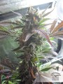 DUTCH PASSION - Master Kush