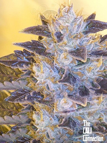 Cali Connection - Grape Og