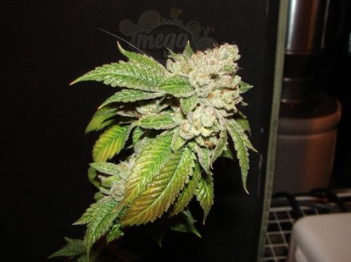 Cali Connection - Larry Og Kush