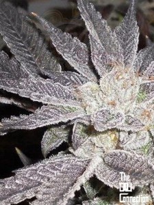 -50% Cali Connection - LA Affie 6szt