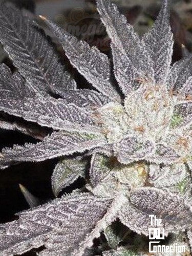 -50% Cali Connection - LA Affie 6szt