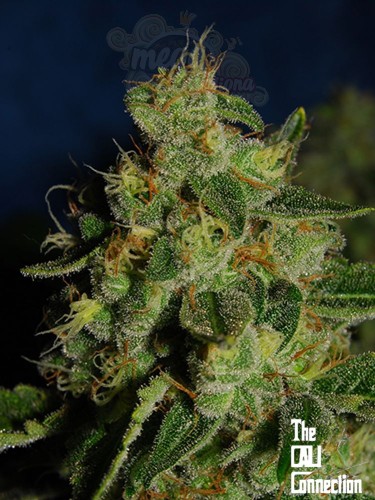 Cali Connection - Green Crack