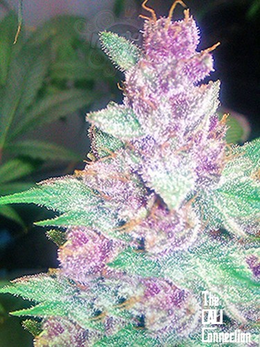 Cali Connection - Grape Kush