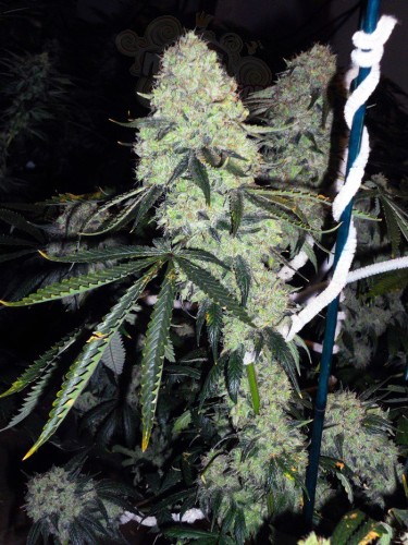 Cali Connection - Deadhead OG