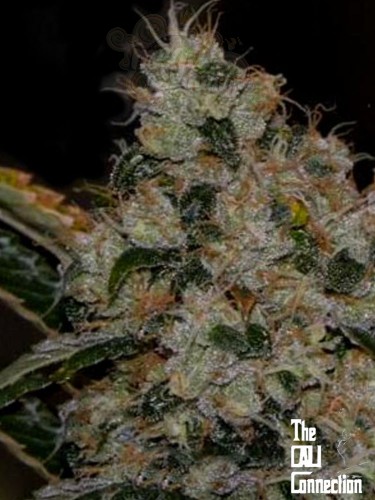 Cali Connection - Chem 91