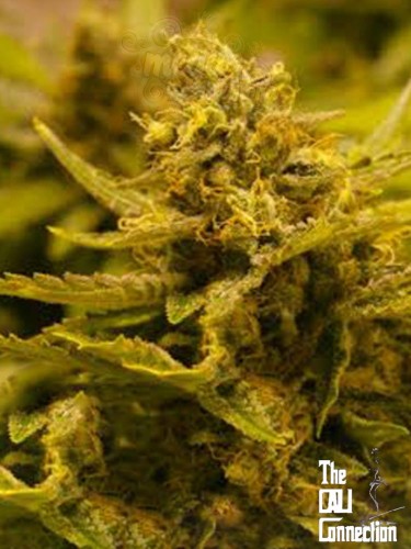 Cali Connection - Chem 4 OG