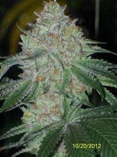 Cali Connection - Buddha Tahoe OG