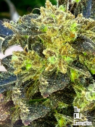 Cali Connection - Boss Hogg