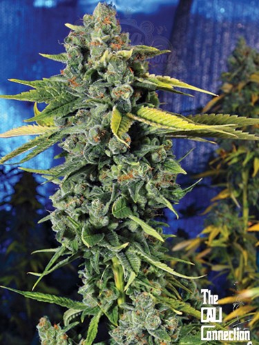 Cali Connection - Blue Dream Haze