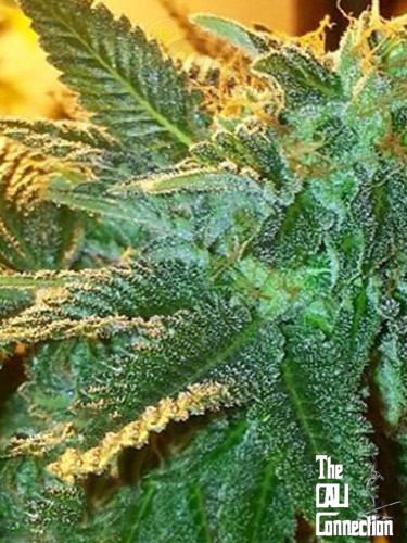 Cali Connection - Alien OG