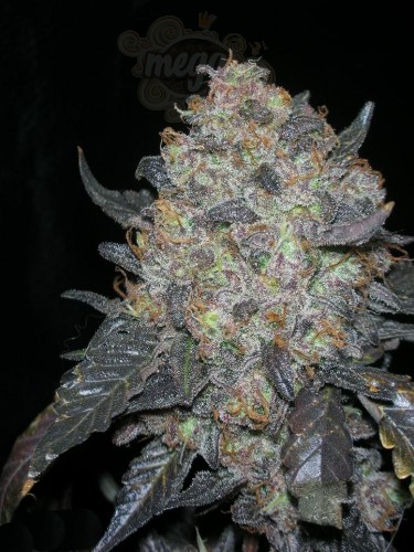 Cali Connection - Blackwater