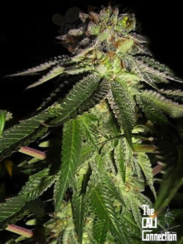 Cali Connection - 818 Headband aka Sour OG