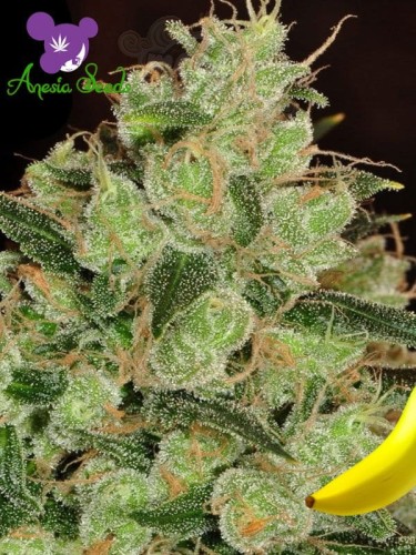 Anesia Seeds - Banana Kush