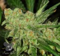 Anesia Seeds - Banana Kush