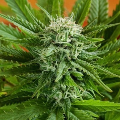 G13 LABS - Auto Pineapple Express