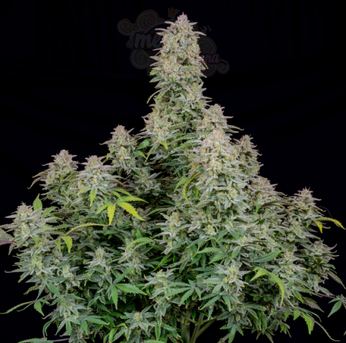 FastBuds - Forbidden Runtz Auto