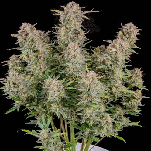 FastBuds - Bruce Banner Auto