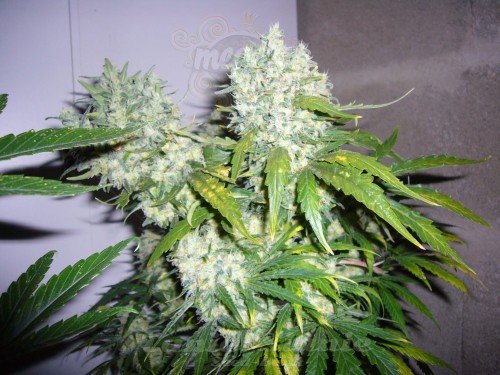 Super Skunk
