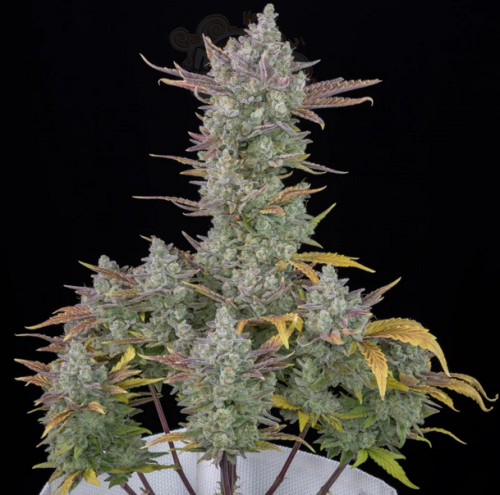 FastBuds - Gorilla Cookies Auto