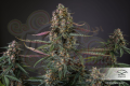 DUTCH PASSION - Auto Blackberry Kush®