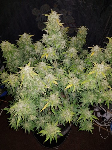 FastBuds - Amnesia Haze Auto